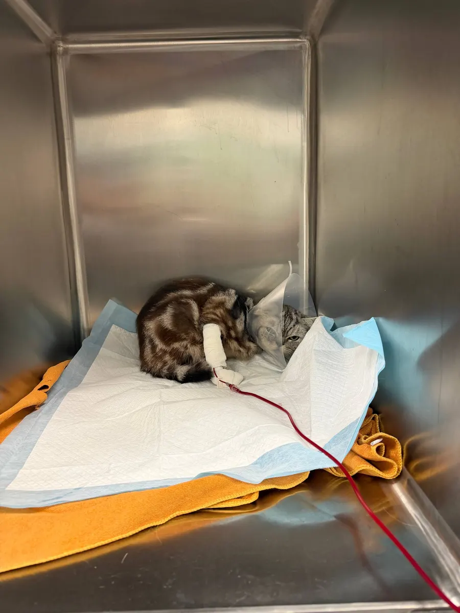 Meshy in a clinic kennel, wrapped in a towel, on a drip