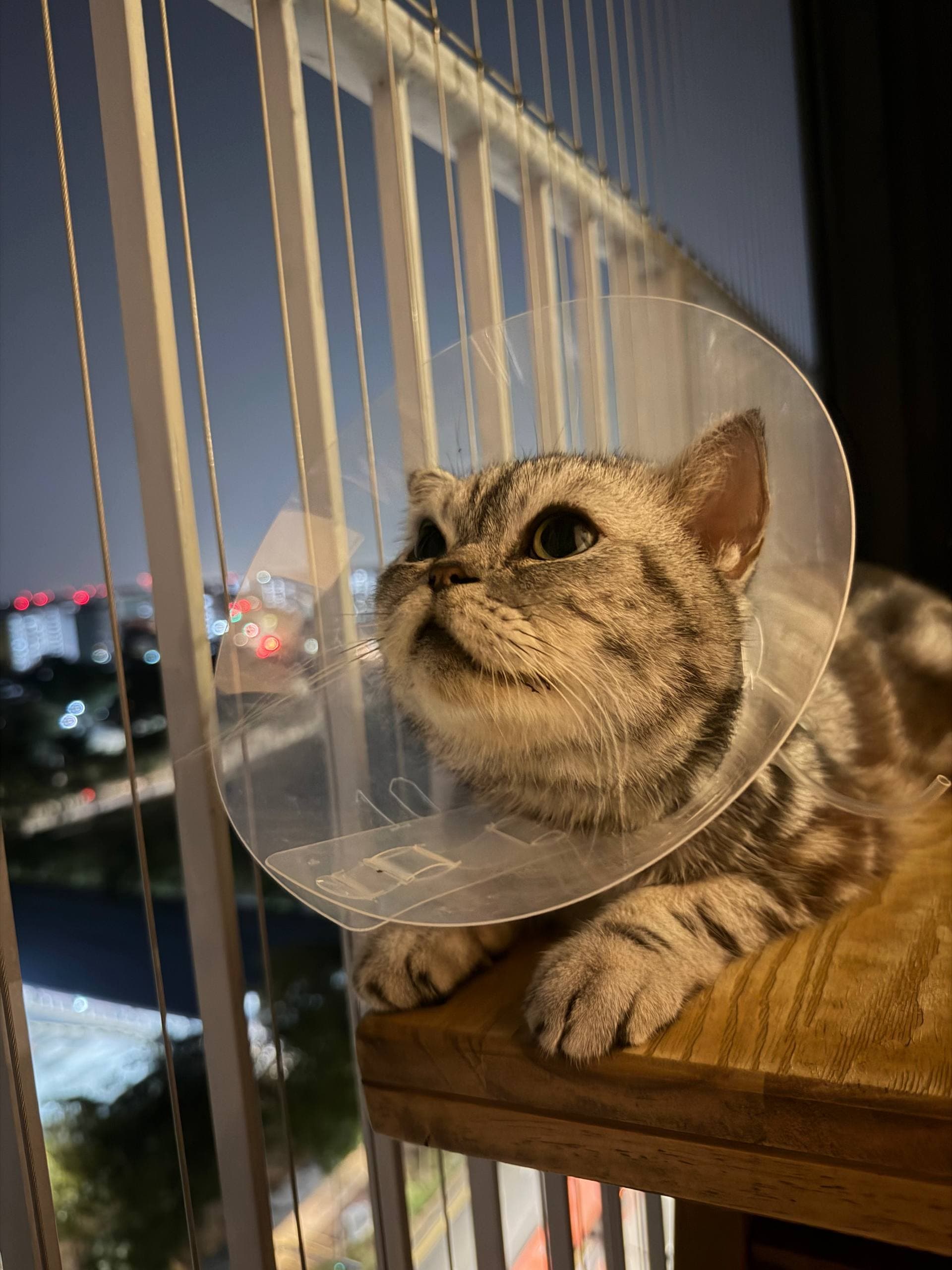Photo of Lucy